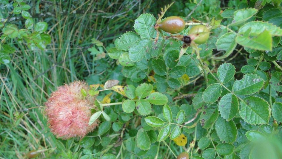 Wat groeit hier in de roos?